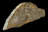 Jurassic Petrified Wood (Pentoxylon) Slab - Australia #82769-2
